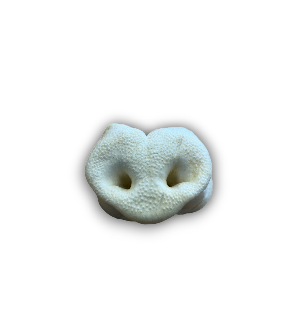 Anco Naturals - Puffed Pig Snouts (1pc)