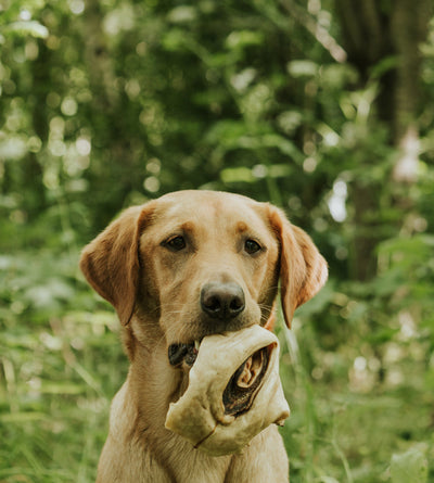 Golden Labrador holding Anco Naturals beef ear root dog chew in outdoor green setting