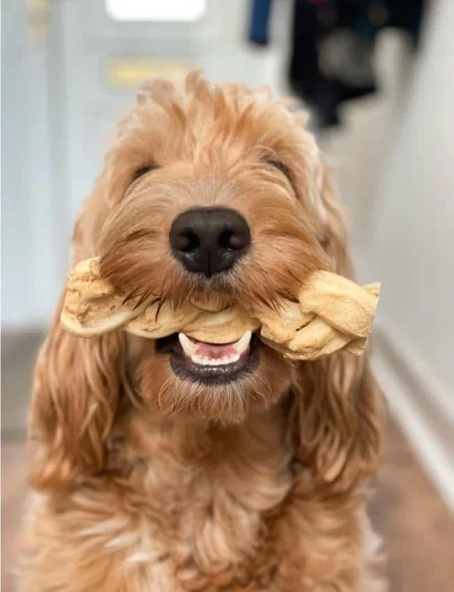 Anco Naturals Buffalo Braids Medium dog chew held by happy brown dog