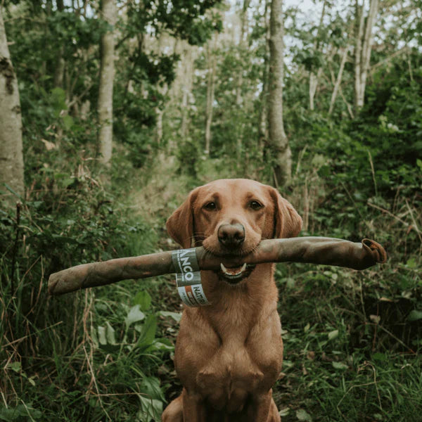 Dog holding Anco Naturals Camel Rolls large treat in its mouth in a forest setting