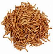 The Pet Store - Mealworms (1ltr)