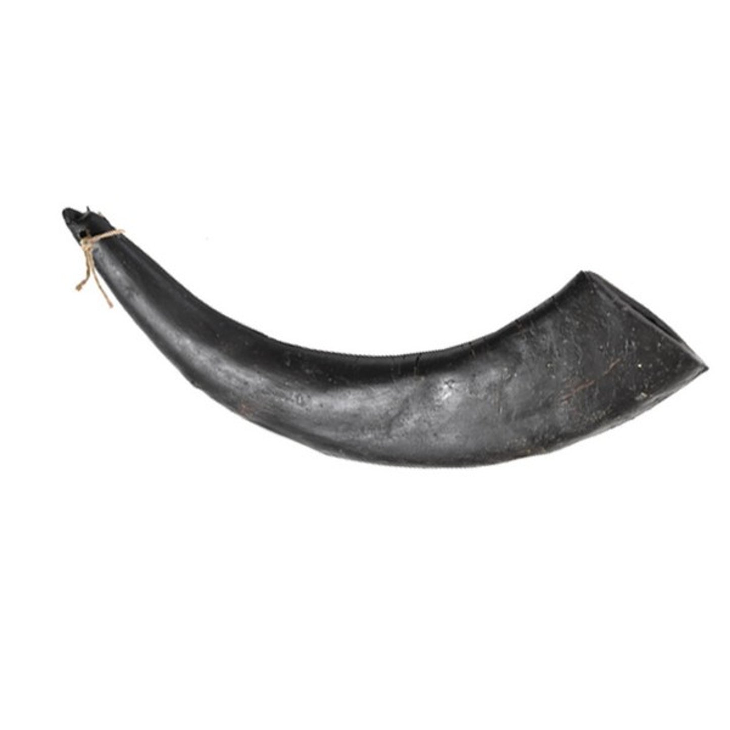 Hollings - Jumbo Buffalo Horn (1pc)