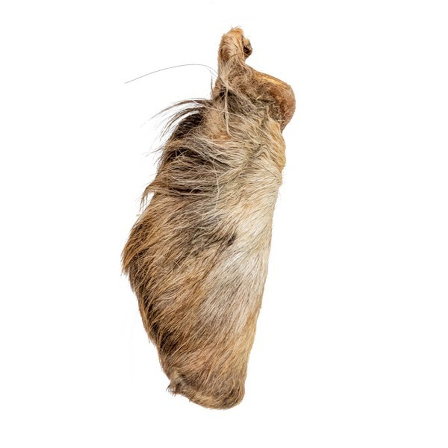The Pet Store - Air Dried Beef Ears With Hair (1pc)