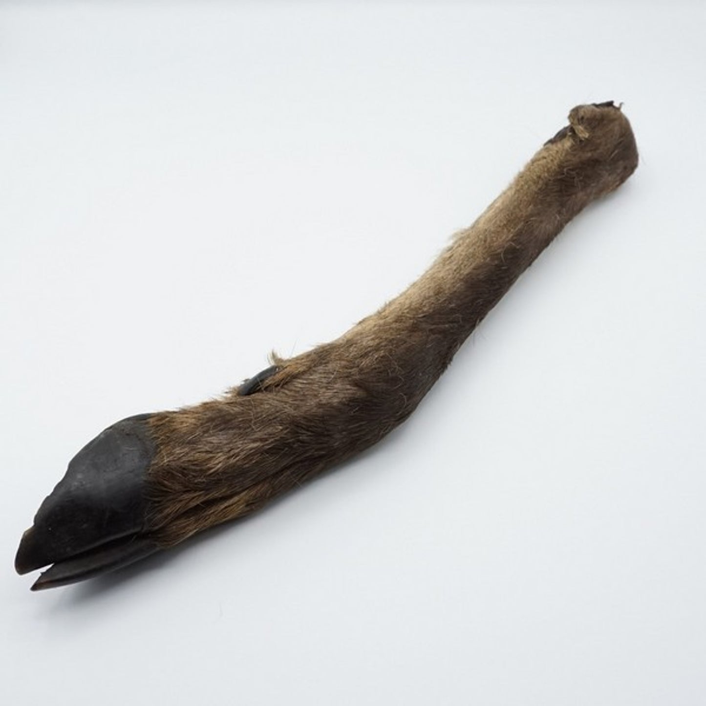 The Pet Store - Air Dried Deer Leg with Hair (1pc)