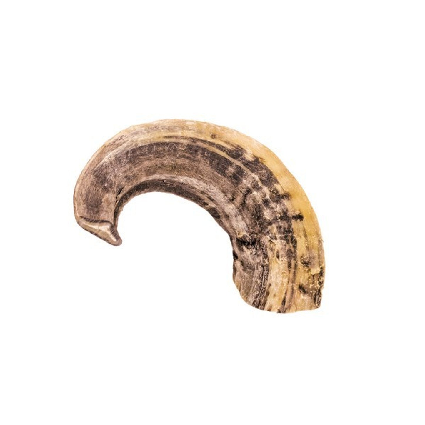 The Pet Store - Air Dried Ram Horn